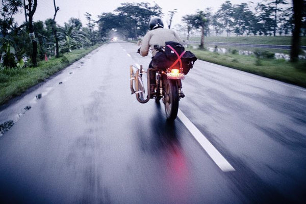 Bali Dogs roaming Java